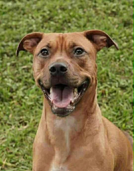 Maple the Black Mouth Cur - our inspiration